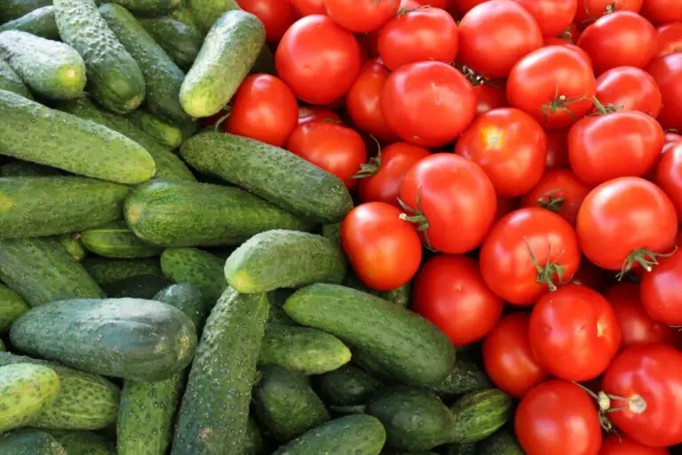 🍅🌱 Natürliches Zusatzmittel zur Wachstumsbeschleunigung von Tomaten und Gurken – So gelingt dein Gemüsegarten!