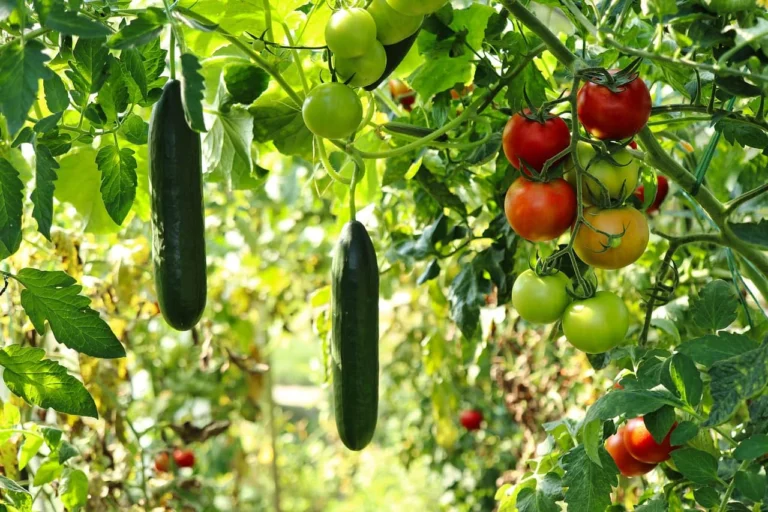 Der ultimative Leitfaden für ein natürliches Wachstumssupplement für Tomaten und Gurken