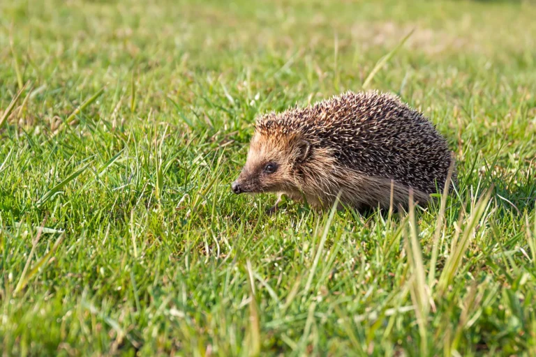 Igel im Garten: Einfache Tipps, um ihnen zu helfen