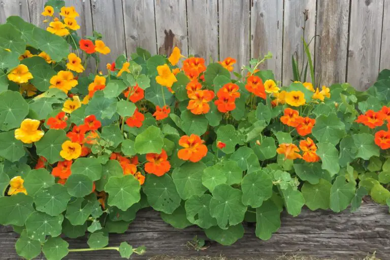 🌺 Kapuzinerkresse – hübsch, nützlich und lecker für Garten & Küche
