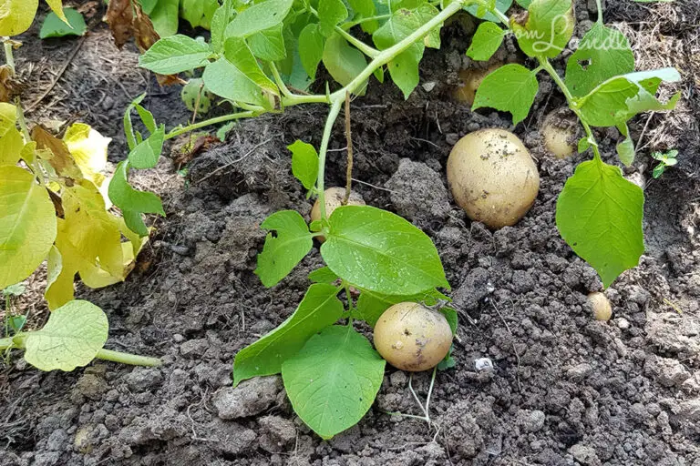 🥔 Kartoffeln in Milchkartons anbauen: Die clevere, platzsparende Methode für deinen Garten