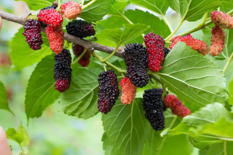 Maulbeerbaum im Garten – Schutz, Genuss und Gesundheit in Einem