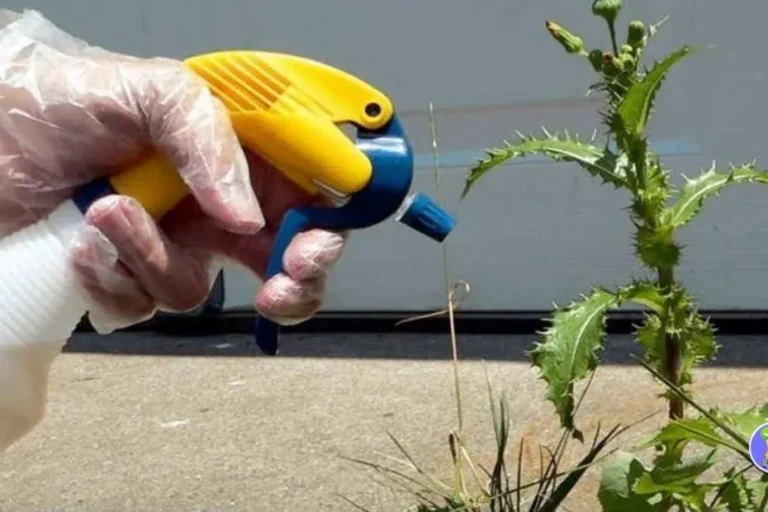 🌿 DIY-Unkrautvernichter: Effektive, natürliche Alternativen für deinen Garten