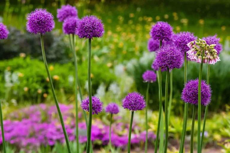 🌸 So gelingt ein farbenfroher Garten das ganze Jahr hindurch