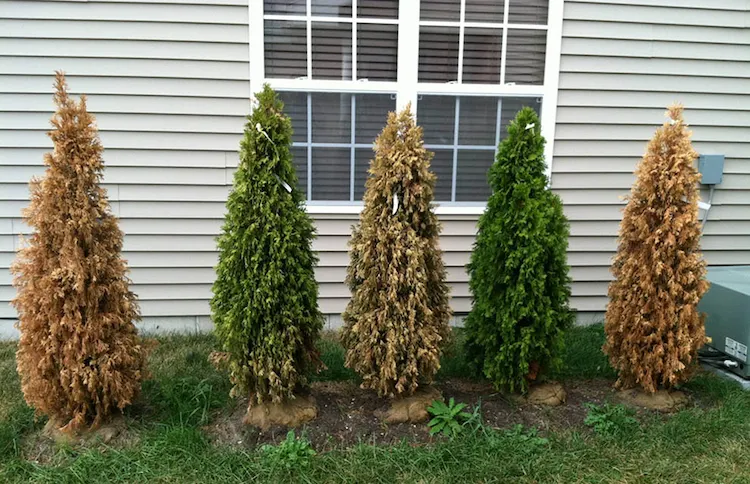 Thuja vertrocknet? So retten Sie Ihre Hecke schnell und effektiv