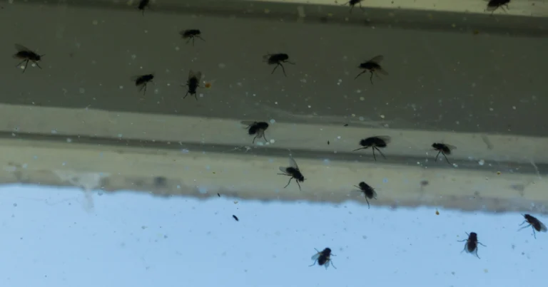 Sag Insekten auf natürliche Weise Lebewohl!