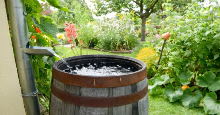 Regenwassernutzung – Nachhaltig Wasser sparen für Haus & Garten