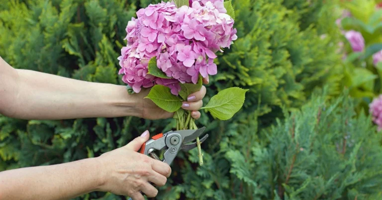 Hortensien richtig schneiden: Der große Ratgeber für prachtvolle Blüten