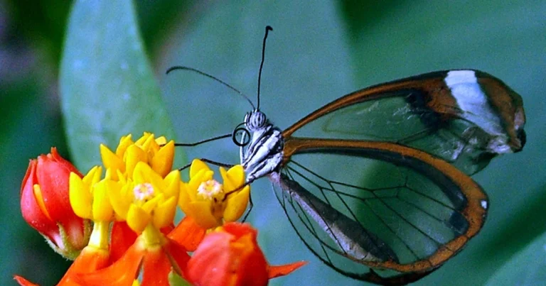 Schmetterlinge im Juli entdecken: Magie zwischen Tag und Nacht