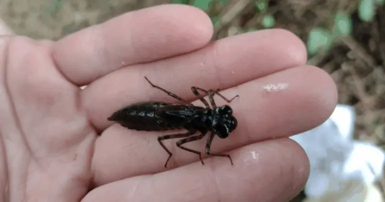 Libellen: Die vergessenen Helden der Mückenbekämpfung im Garten