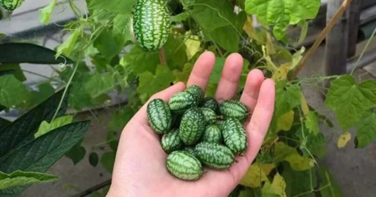 Mini-Wassermelonen im Topf anbauen: Der große Guide für Balkon und Terrasse