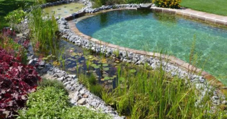 Natürlicher Schwimmteich: Dein chlorfreies Badeparadies im Garten