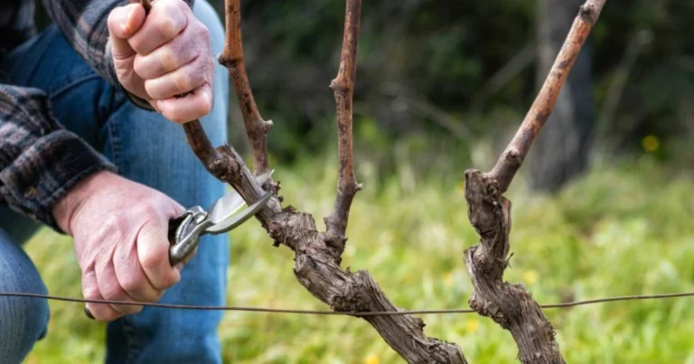 🍇 Weinrebenpflege leicht gemacht: Schritt-für-Schritt zum besten Ertrag