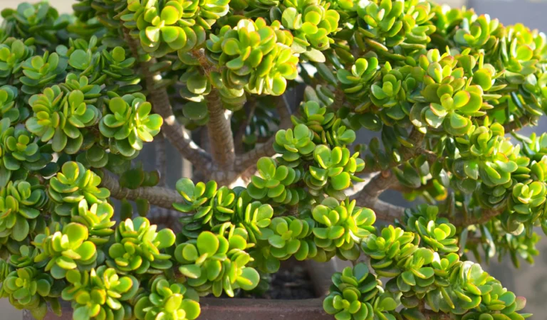 Die ultimative Anleitung zur Pflege der Jadepflanze (Crassula ovata): Tipps, Vorteile und alles, was du wissen musst