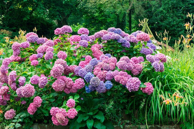 Die besten Hortensien für Ihren Garten – Tipps, Arten und Pflege
