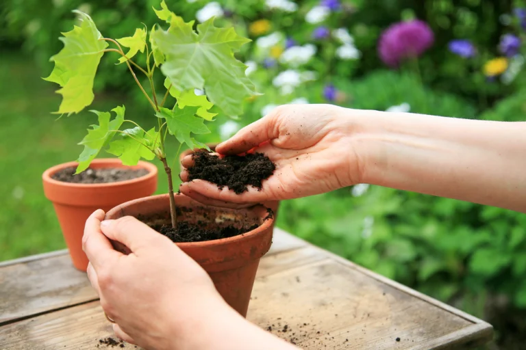 Obstbäume selber ziehen: So gelingt die Vermehrung durch Stecklinge für deinen Garten