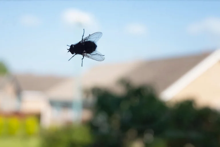 Fliegenplage im Sommer? So baust du eine effektive Hausfalle