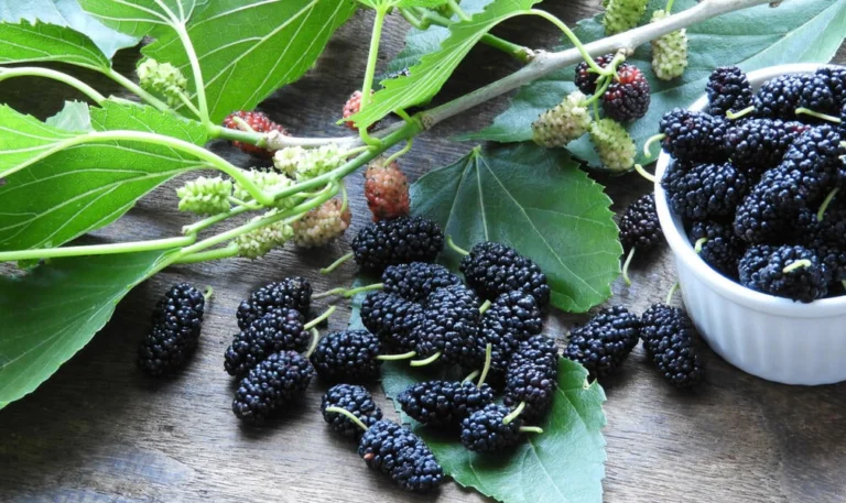 Der Maulbeerbaum: Das nachhaltige und gesunde Highlight für deinen Garten