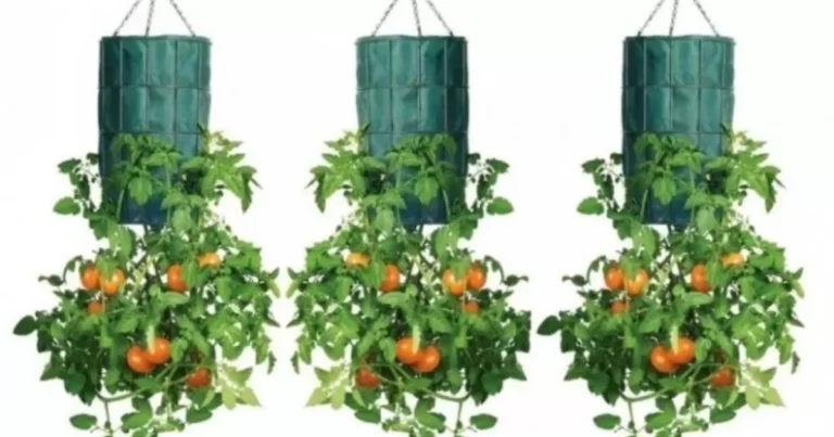 Tomaten verkehrt herum anbauen – der clevere Trick für kleine Gärten und Balkone