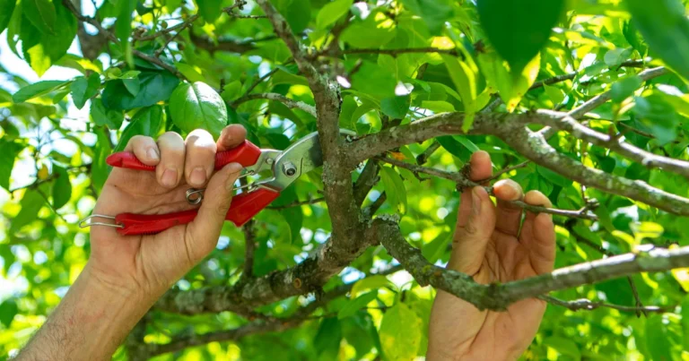 Der August ist die perfekte Zeit, um Ihre Obstbäume zu schneiden