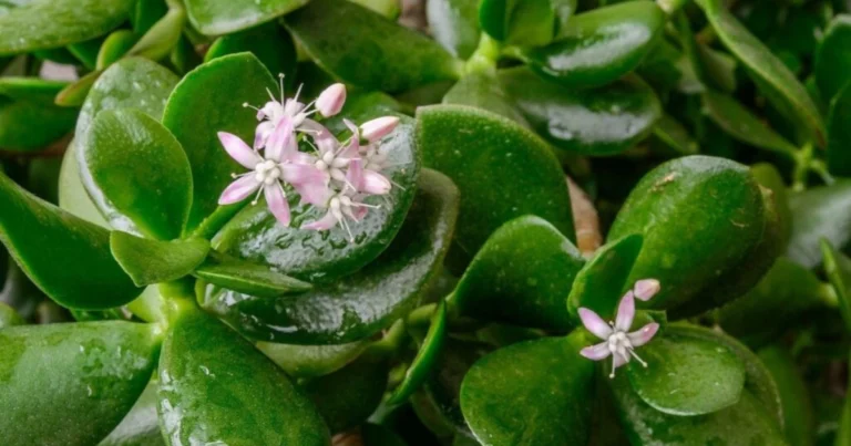 Geldbaum: Ein geheimes Pflegeritual für dauerhaft blühende Schönheit 🌱