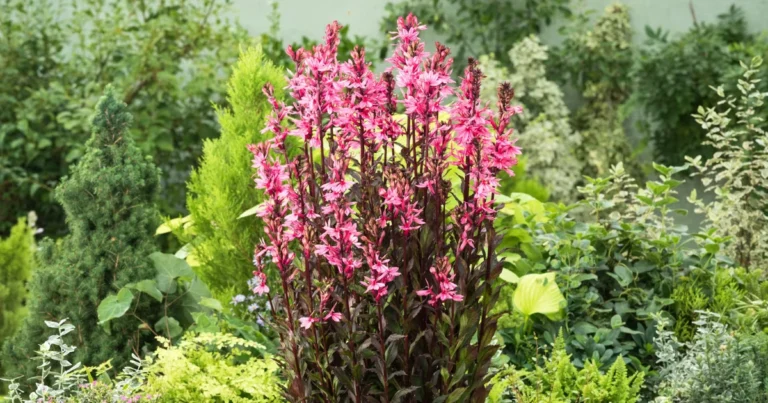 7 trockenheitsresistente Blumen für einen blühenden Garten das ganze Jahr über