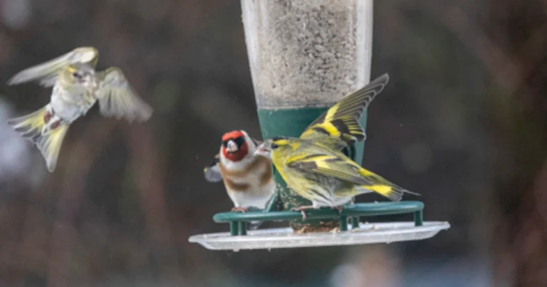Vogelfutterspender aus recycelten Kunststoffflaschen – Praktisch und nachhaltig