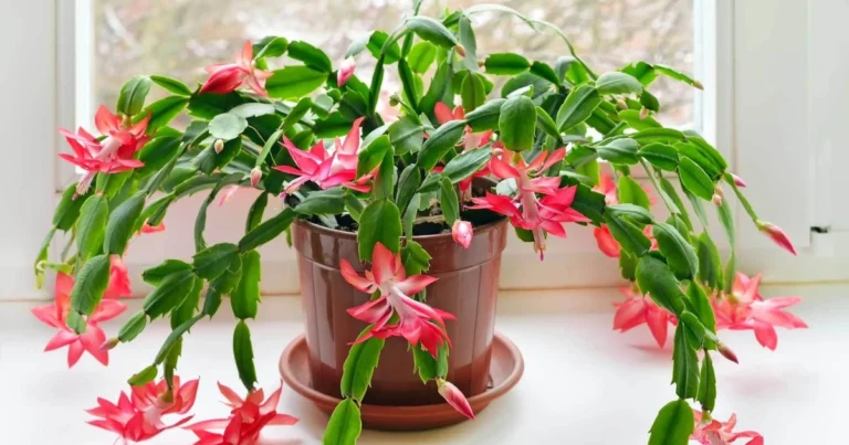 Weihnachtskaktus richtig schneiden: Für eine üppige Blüte im nächsten Jahr