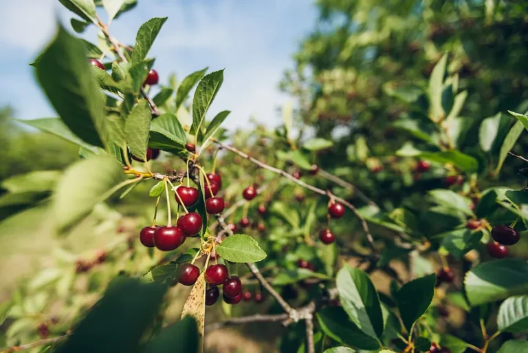 August: Der perfekte Monat zum Obstbaumschnitt