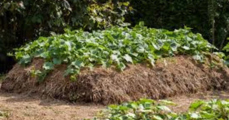 Hügelbeet: Nachhaltige Gartenmethode für gesunde Böden und reiche Ernten