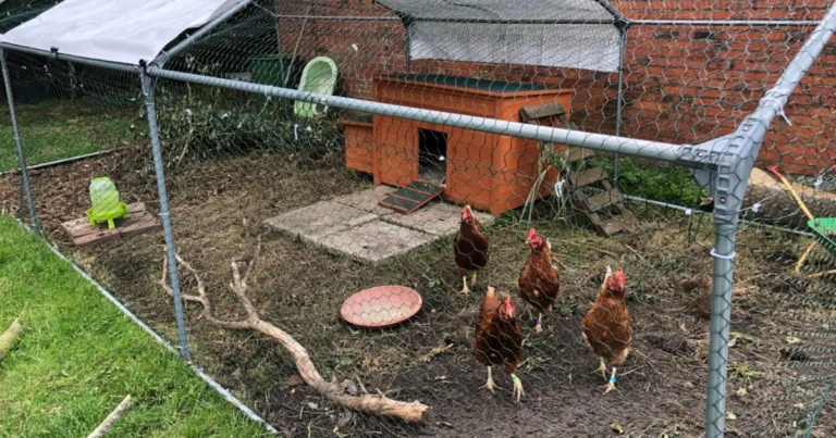 Großer Hühnerstall mit Auslauf selber bauen – stabil, funktional und tierfreundlich