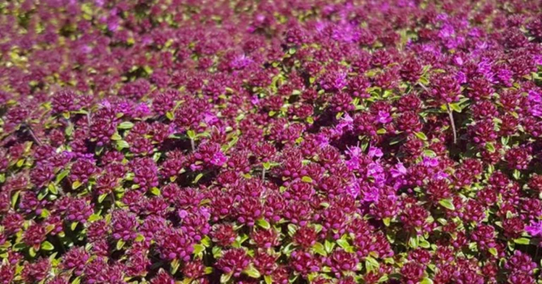 Roter Wilder Thymian: Der duftende, blühende Bodenteppich für nachhaltige Gärten