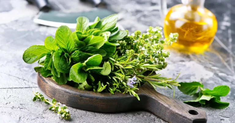 Heilkraft aus dem Kräutergarten: Salbei, Rosmarin, Petersilie, Koriander, Minze und Basilikum