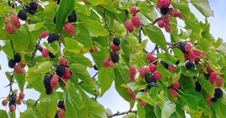 Maulbeeren: Süße Kraftpakete direkt vom Baum