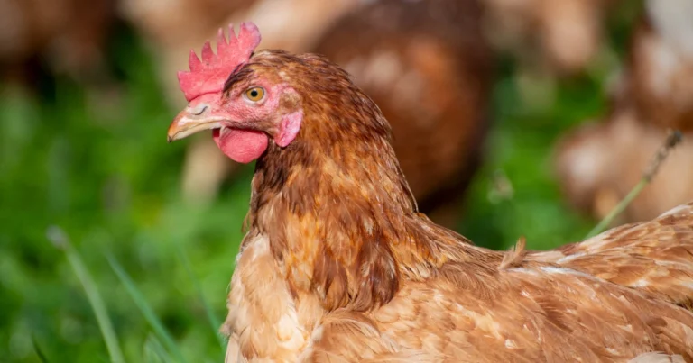 Hühner sind mehr als nur Fleisch: Wesen, Fähigkeiten, Sozialleben und Vielfalt der Rassen