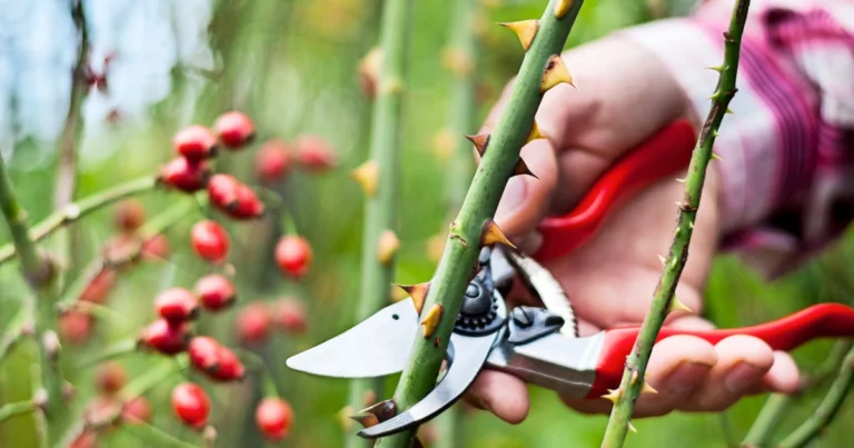 Was im Oktober im Garten geschnitten werden sollte: Ein umfassender Leitfaden
