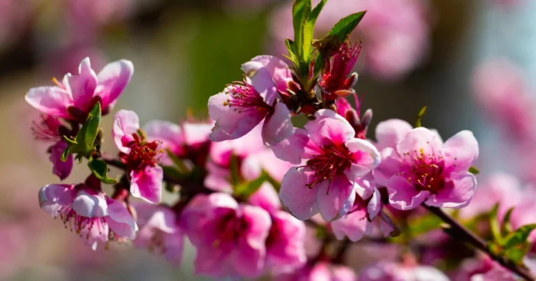 Blühende Bäume für deutsche Gärten – Der große Praxisratgeber
