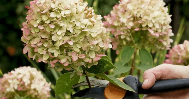 Rispenhortensie richtig schneiden – Der vollständige Pflegeleitfaden
