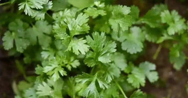 Koriander – die natürliche Reinigungskraft für deinen Körper