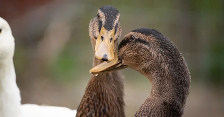 Wat is de levensverwachting van dieren echt? Fascinerende feiten over hun levensduur
