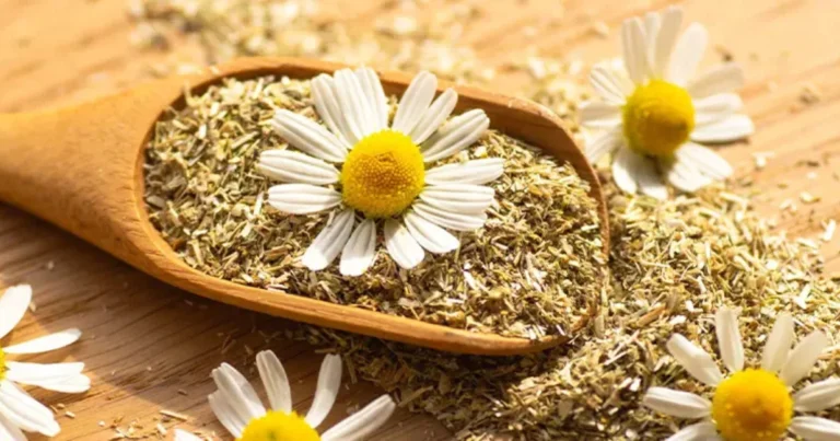 Pflanzliche Mittel und schulmedizinische Medikamente: Möglichkeiten und Grenzen