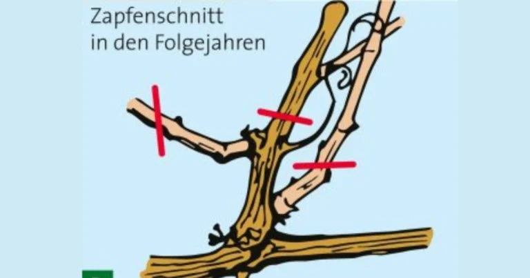 Der Zapfenschnitt: Eine präzise Schnitttechnik für kräftige und ertragreiche Obsttriebe