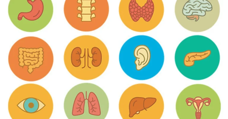Organe schützen: Wie alltägliche Gewohnheiten unsere Gesundheit beeinflussen