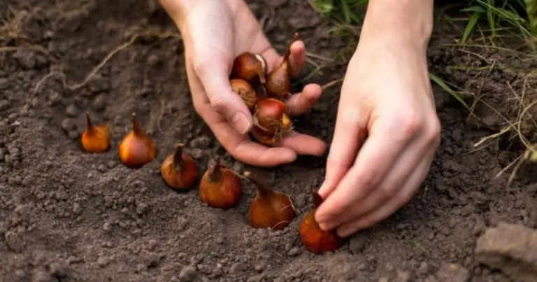 Blumenzwiebeln pflanzen mit Eierkartons – einfach, schnell und genial