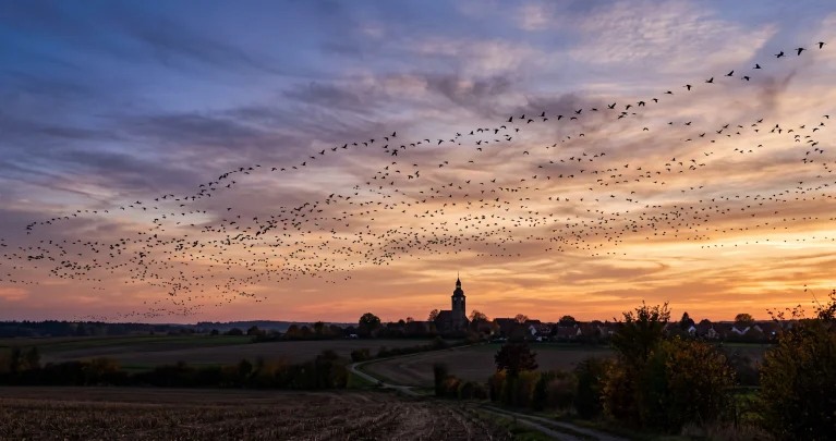 Vogelzug im Herbst: Welche Vögel nachts über Deutschland ziehen und wie man sie erkennt