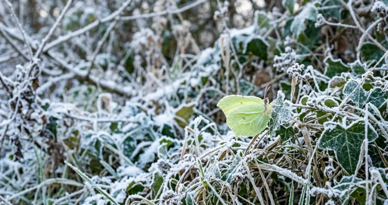 Zitronenfalter im Winter: Wie er Frost ganz ohne Unterschlupf überlebt