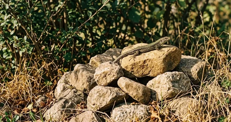 Steinhaufen im Naturgarten anlegen: Lebensraum für Eidechsen und Insekten schaffen