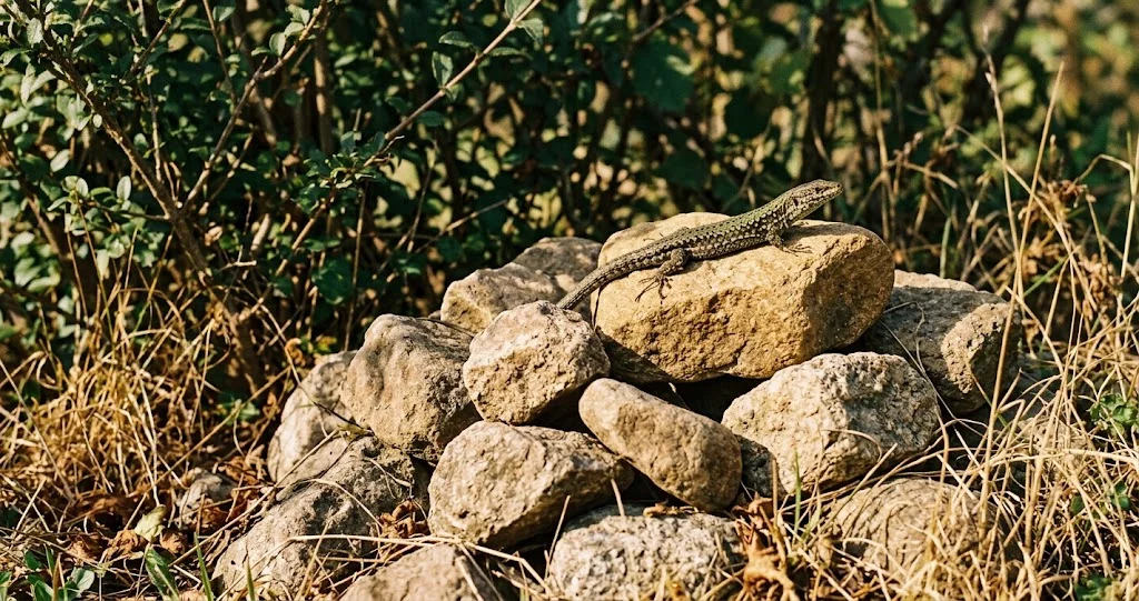 Zauneidechse sonnt sich auf einem Steinhaufen im Naturgarten