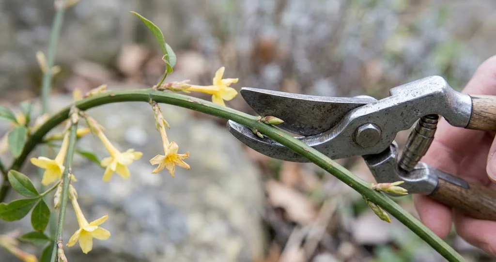 Schnitt eines Winterjasmin-Triebs direkt nach der Blüte