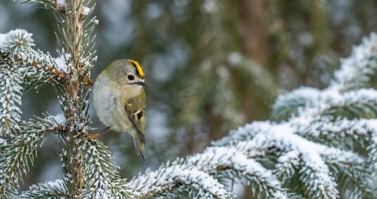 Wintergoldhähnchen: Europas kleinster Vogel im deutschen Winter